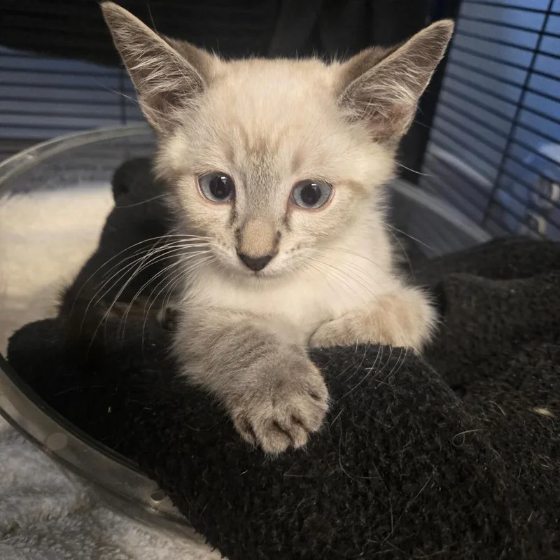 A baby small-sized male Cream / Ivory Siamese cat named Duncan for adoption in Desert Hot Springs, CA