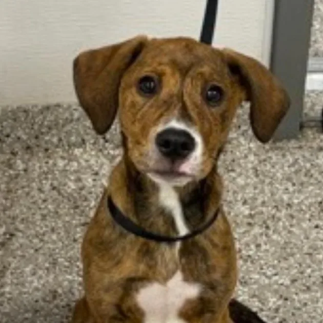 A baby medium-sized female Tricolor (Brown, Black, & White) Plott Hound dog named Jinx for adoption in Richmond, VA