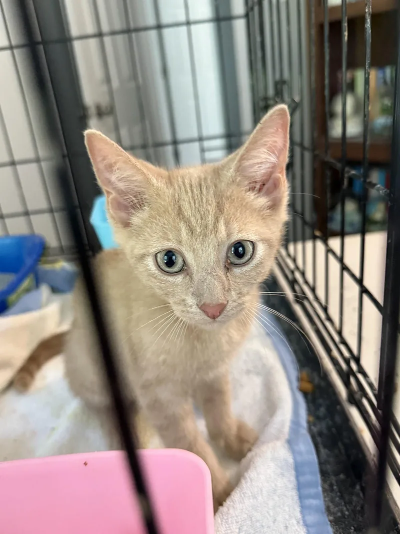 A baby small-sized male Orange / Red Domestic Short Hair cat named Leo for adoption in Hockessin, DE