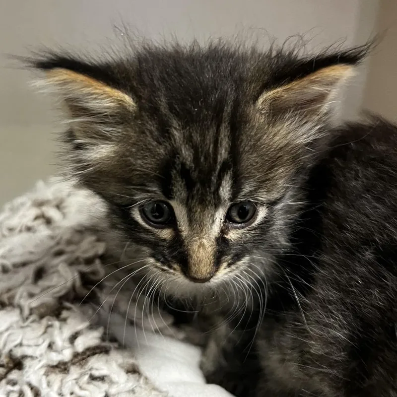 A baby small-sized male Brown / Chocolate Domestic Medium Hair cat named Eze for adoption in Rifle, CO