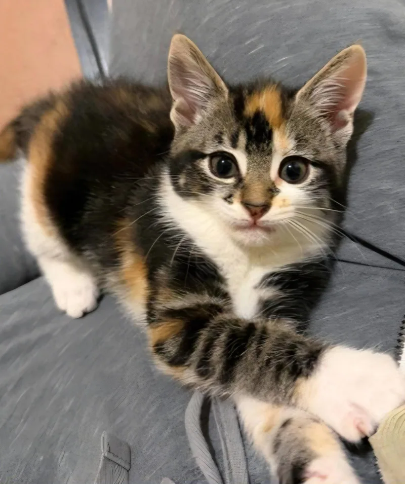 A baby medium-sized female Domestic Short Hair cat named Luma for adoption in Spring Lake, NJ