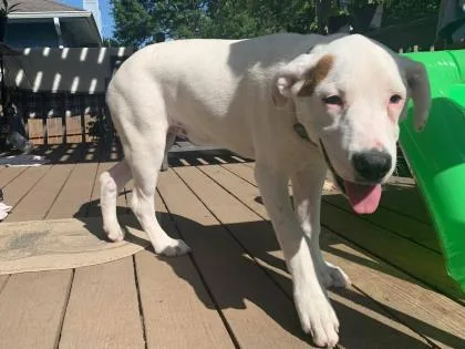 An adult extra large-sized male White / Cream Mixed Breed dog named Chunk for adoption in Kansas City, MO