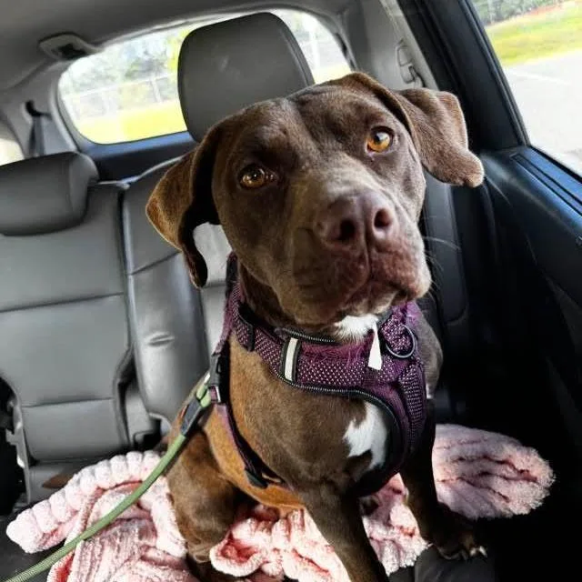 An adult small-sized female Brown / Chocolate Chocolate Labrador Retriever dog named Tootsie for adoption in Hope Mills, NC