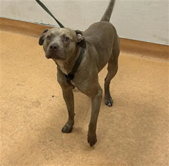 A young large-sized male Pit Bull Terrier dog named Simba for adoption in Martinez, CA