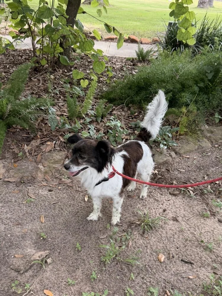 An adult small-sized male Tricolor (Brown, Black, & White) Pomeranian dog named Skittles for adoption in Richmond, TX