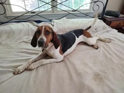 An adult medium-sized female Treeing Walker Coonhound dog named Trixie for adoption in Roseville, CA