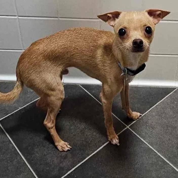 A young small-sized male Yellow / Tan / Blond / Fawn Chihuahua dog named Darby O'gill for adoption in Winchester, VA