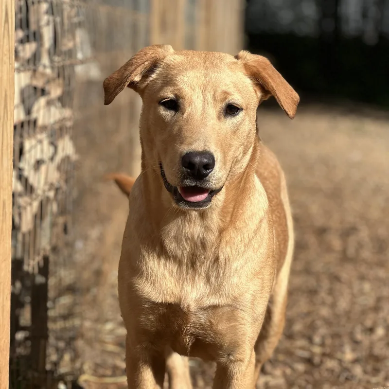 A young medium-sized male Yellow / Tan / Blond / Fawn Labrador Retriever dog named Hummus for adoption in Columbia, SC