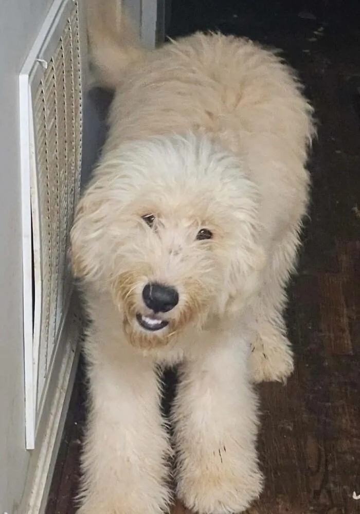 Oliver