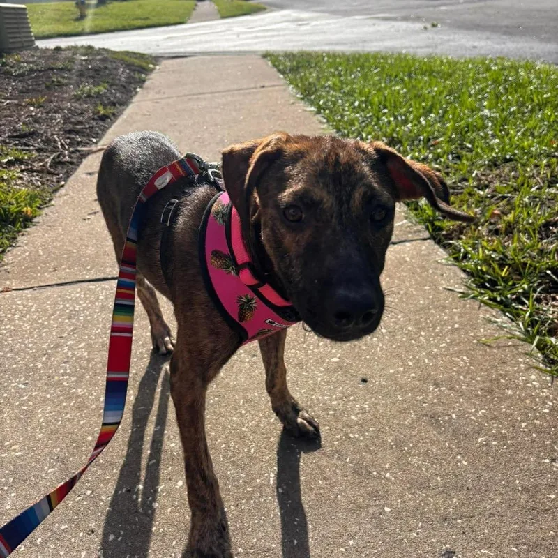 A young medium-sized female Brindle Black Mouth Cur dog named Momo for adoption in Port Richey, FL