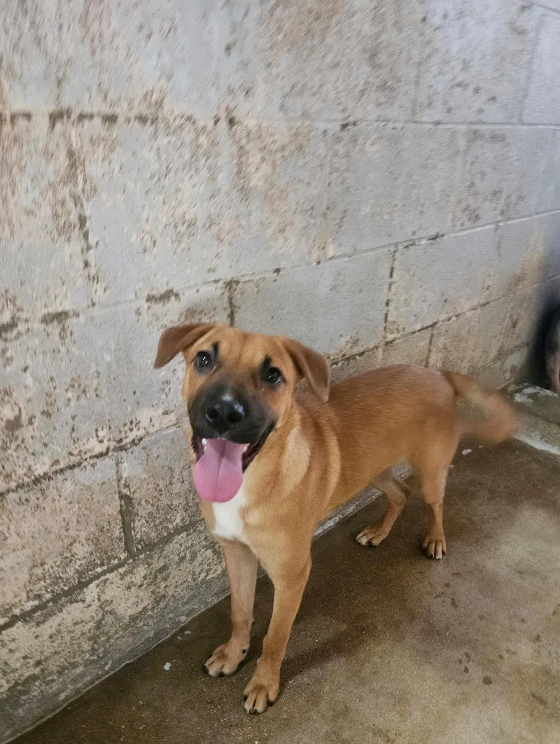 A young large-sized female German Shepherd Dog dog named Bitsy for adoption in El Centro, CA