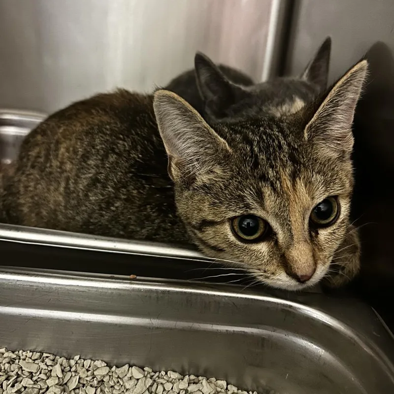 A baby small-sized female Buff / Tan / Fawn Domestic Short Hair cat named Tennessee Tornado for adoption in Spruce Pine, NC