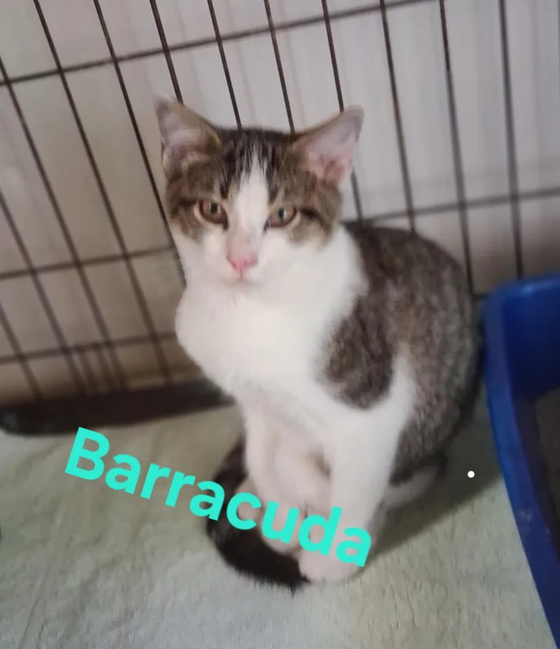 A baby small-sized male Domestic Short Hair cat named Barracuda for adoption in Lynchburg, TN
