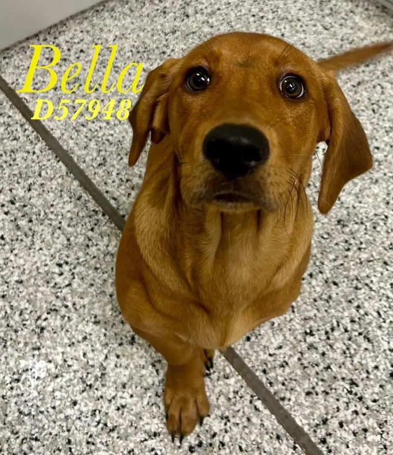 A baby medium-sized female Golden Retriever dog named Bella for adoption in Clarksville, TN