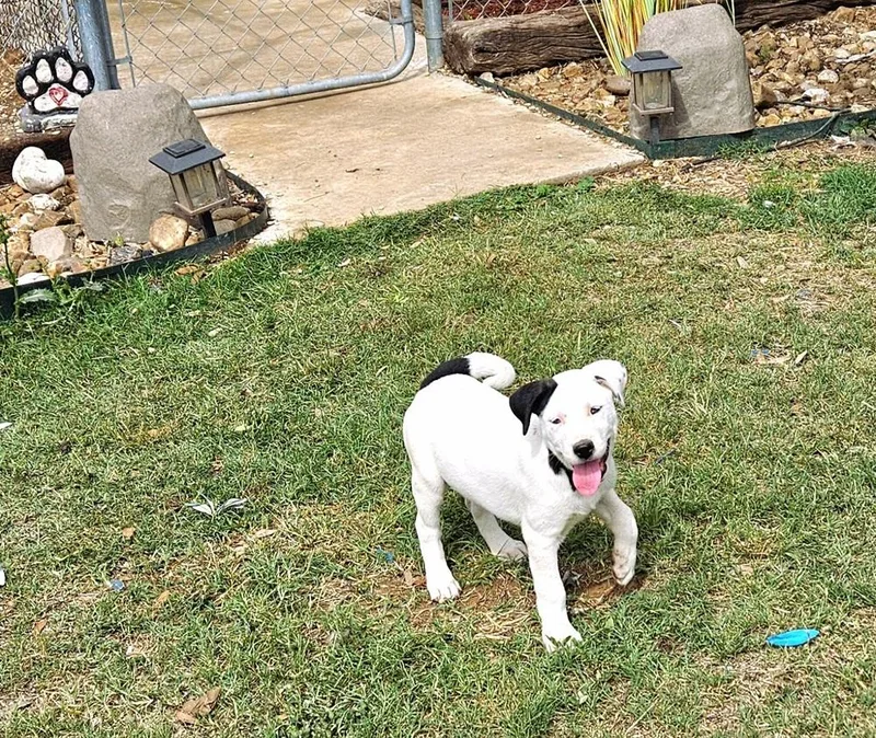 A baby large-sized female Tricolor (Brown, Black, & White) Catahoula Leopard Dog dog named Miss Piggy for adoption in San Antonio, TX