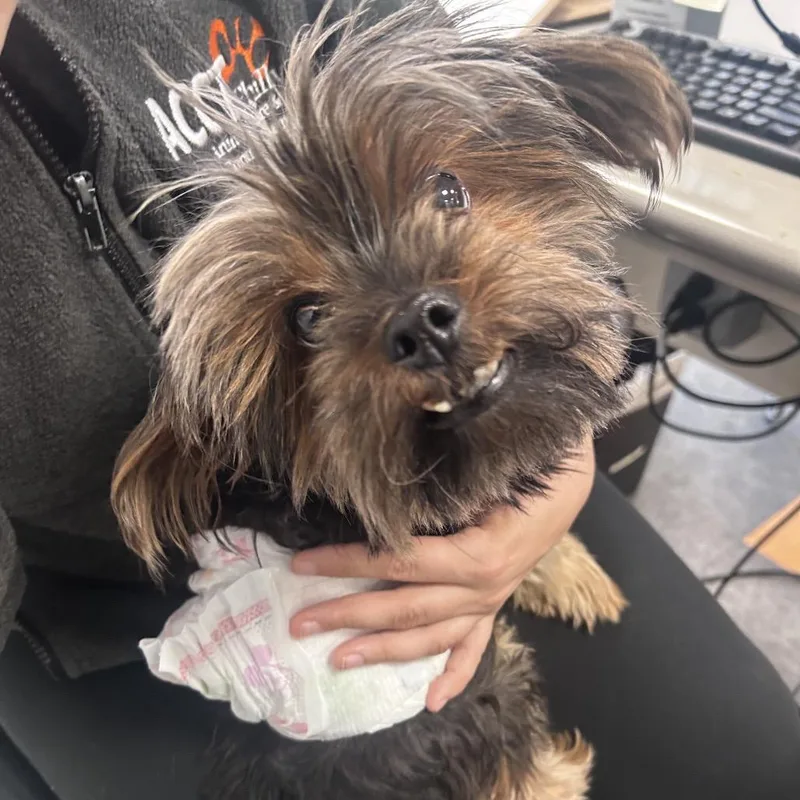 A senior small-sized male Yellow / Tan / Blond / Fawn Yorkshire Terrier dog named Max Mini for adoption in Philadelphia, PA