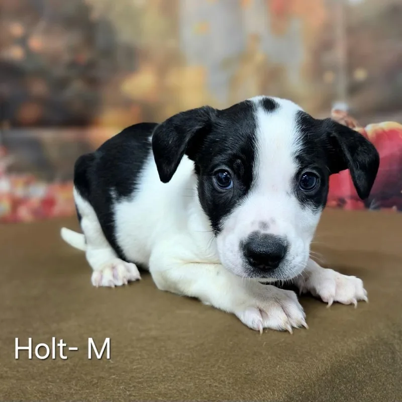 A baby medium-sized male Australian Shepherd dog named Holt for adoption in Griswold, CT