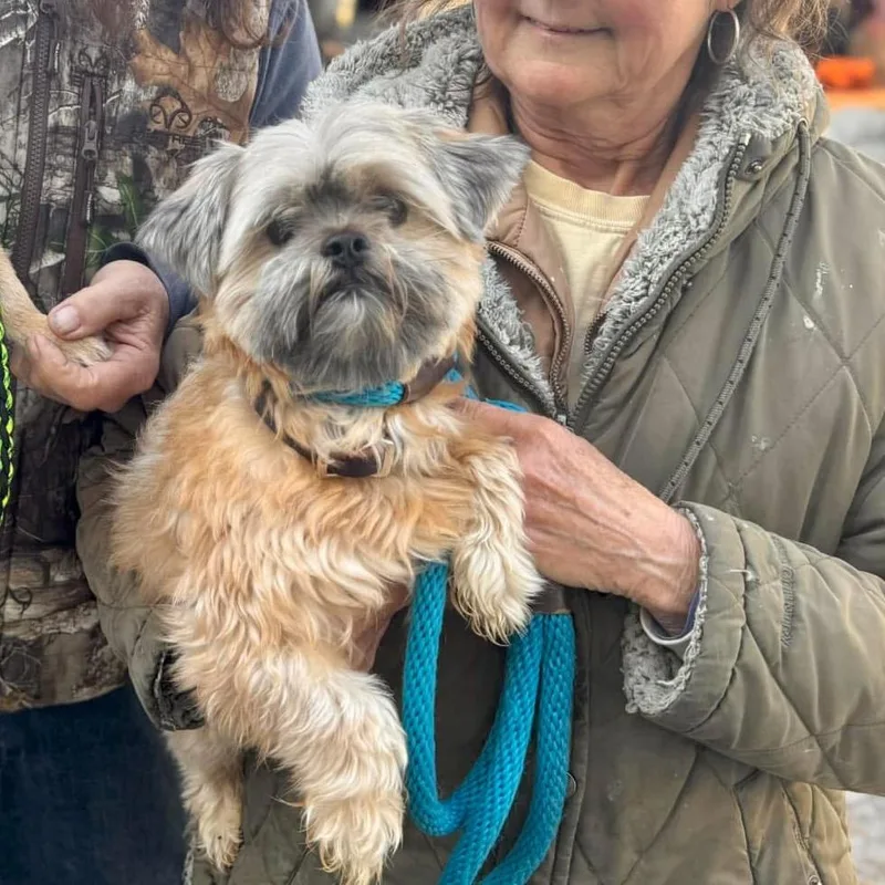 An adult small-sized male Yellow / Tan / Blond / Fawn Shih Tzu dog named Jax for adoption in Quakertown, PA