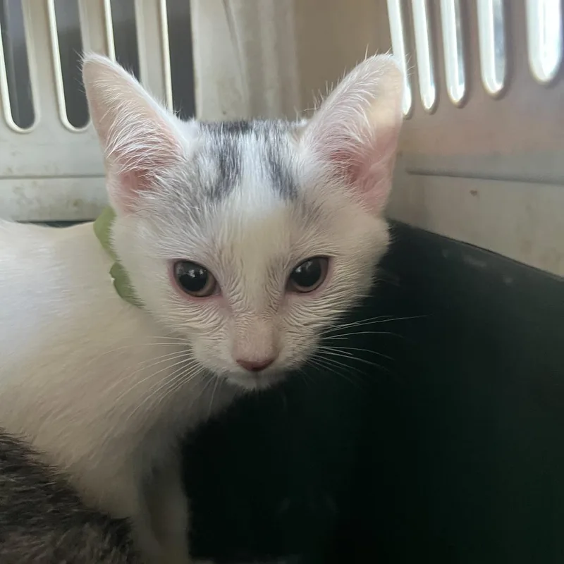 A baby small-sized female White Domestic Short Hair cat named Maradona for adoption in Leander, TX