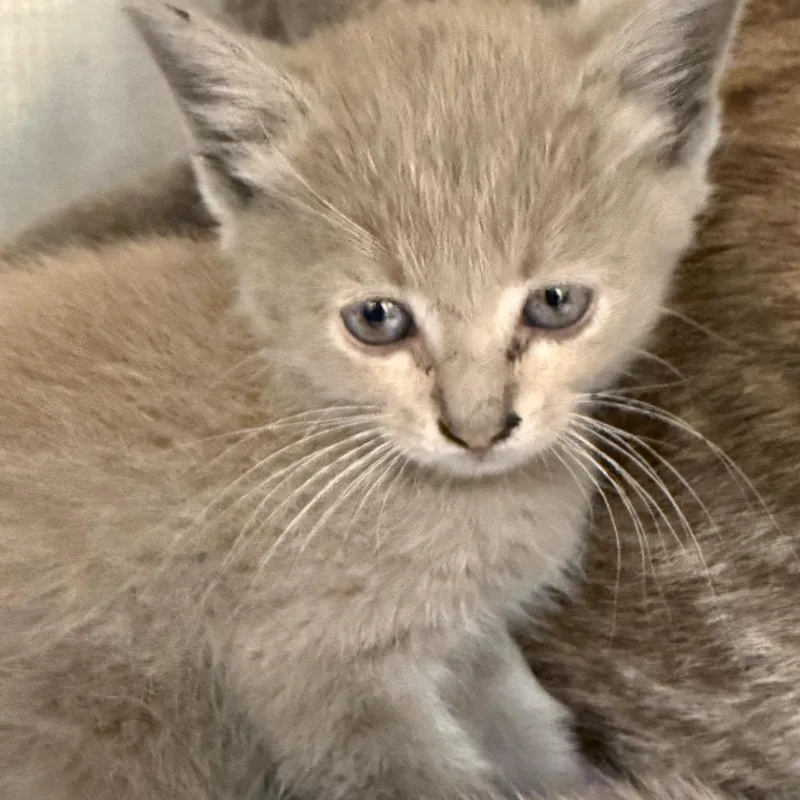 A baby small-sized female Gray / Blue / Silver Domestic Short Hair cat named Thalassa for adoption in Raleigh, NC