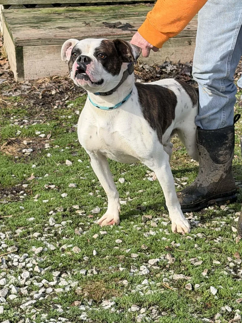 A young medium-sized male Brown / Chocolate American Bulldog dog named Eeyore for adoption in Zanesville, OH
