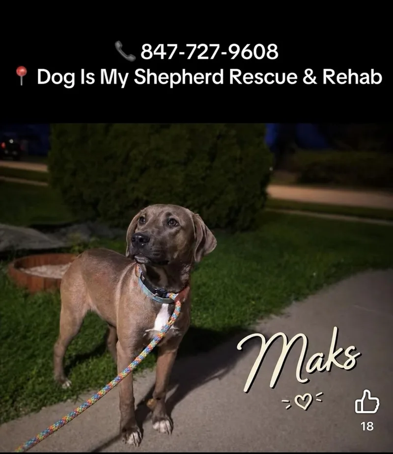 A young medium-sized male Mixed Breed dog named Maks for adoption in Northlake, IL