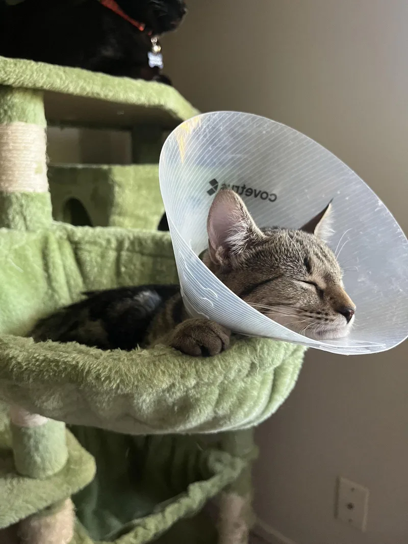 Fiddy Pudding thumbnail 2