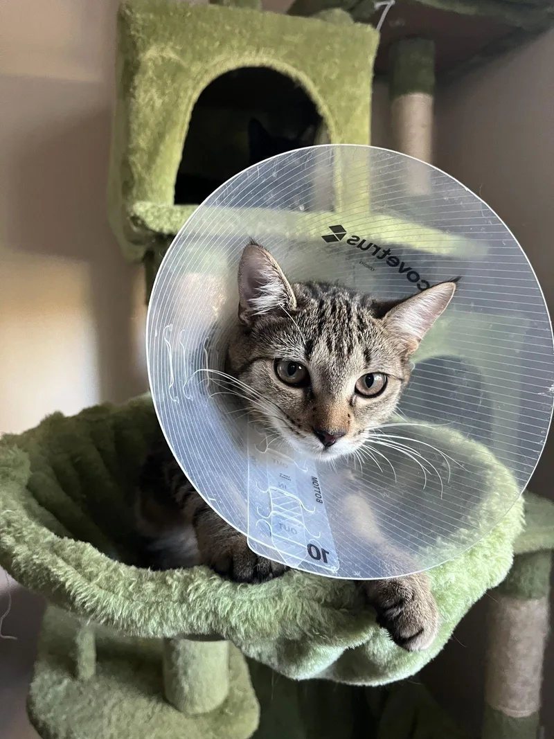 Fiddy Pudding thumbnail 3