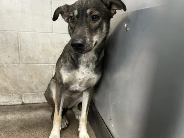 A young medium-sized female German Shepherd Dog dog named Hazel for adoption in San Bernardino, CA