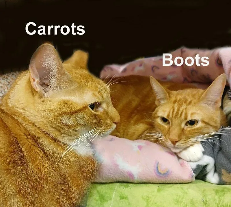 Boots & Carrots Cro. thumbnail 2