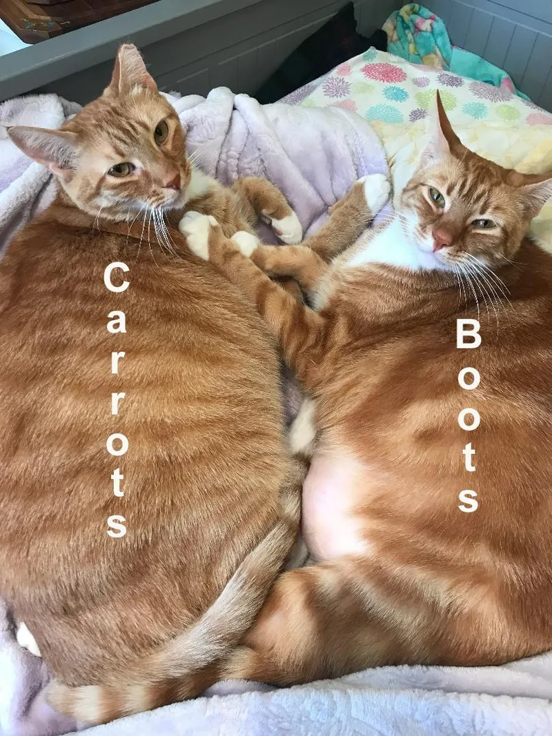 Boots & Carrots Cro. thumbnail 3