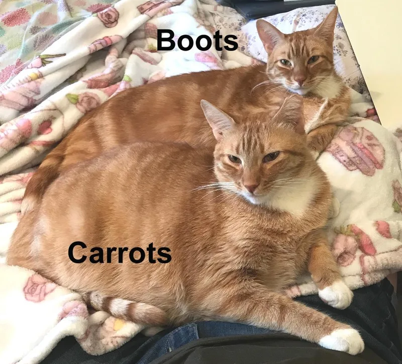 An adult extra large-sized male Domestic Short Hair cat named Boots & Carrots Cro. for adoption in Stowe, PA