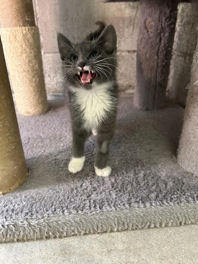 A baby small-sized male Gray & White Domestic Short Hair cat named Glenn for adoption in Ontario, CA