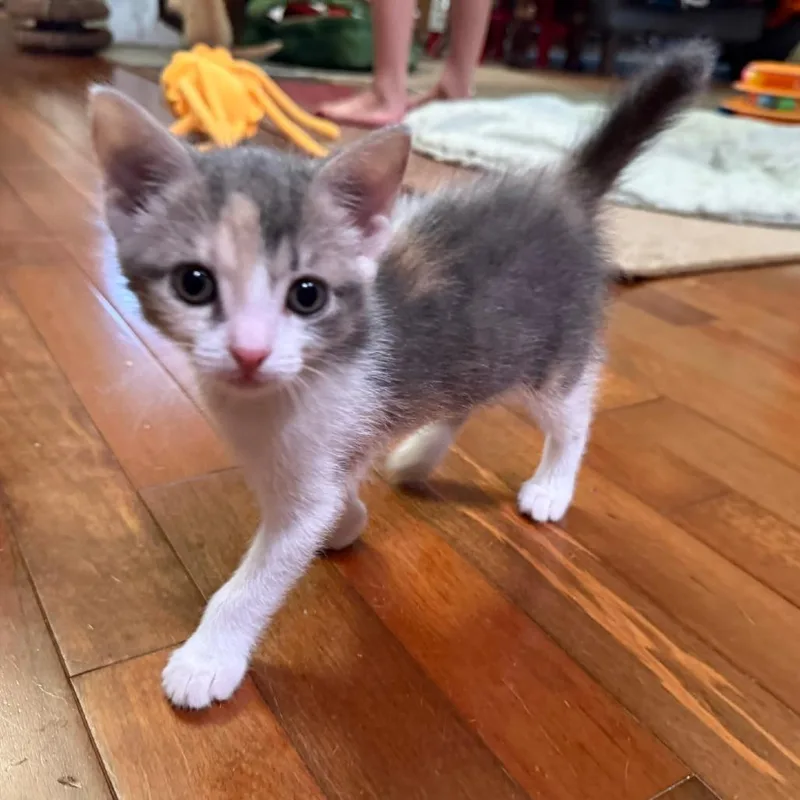 A baby small-sized female Gray / Blue / Silver Domestic Short Hair cat named Nikita for adoption in Austin, TX