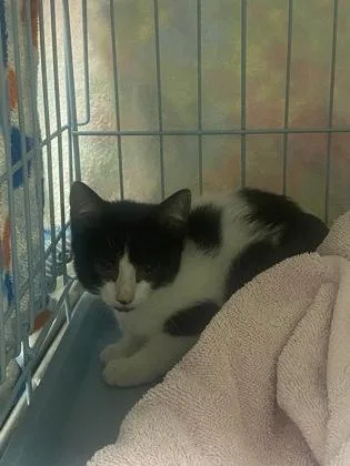 A baby medium-sized female Domestic Short Hair cat named Holstein for adoption in Gainesville, FL