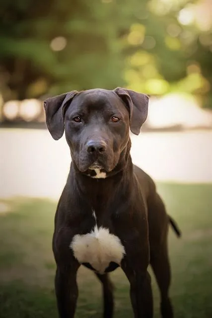 A young medium-sized male Great Dane dog named Zeus for adoption in Belleville, IL