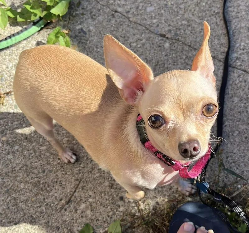 An adult small-sized female Chihuahua dog named Agatha for adoption in Grosse Pointe Park, MI