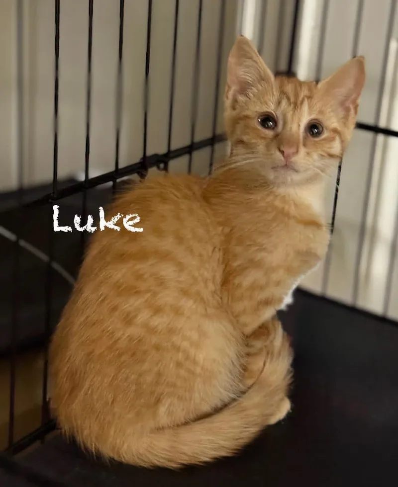 A baby medium-sized male Tabby (Orange / Red) Domestic Short Hair cat named Luke for adoption in Pawleys Island, SC
