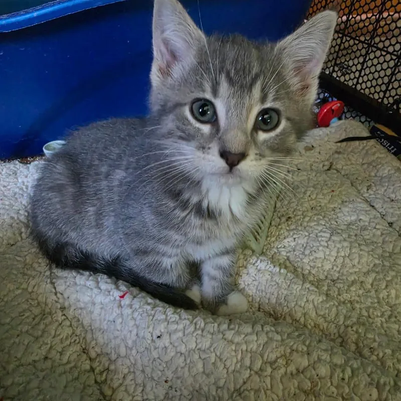 A baby small-sized female Domestic Short Hair cat named Cristal for adoption in Grinnell, IA