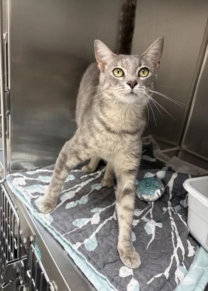 A young small-sized female Domestic Short Hair cat named Ursula for adoption in Wilkesboro, NC