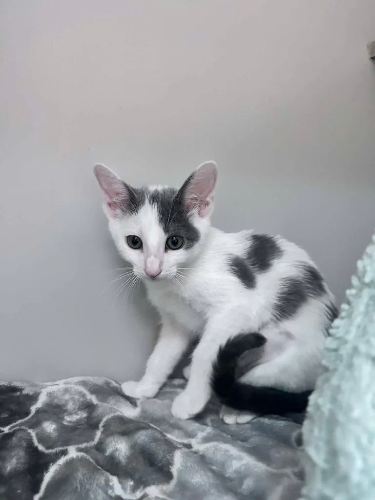 A baby small-sized female Domestic Short Hair cat named Pinto for adoption in Sebastian, FL