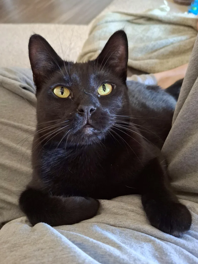 Jett