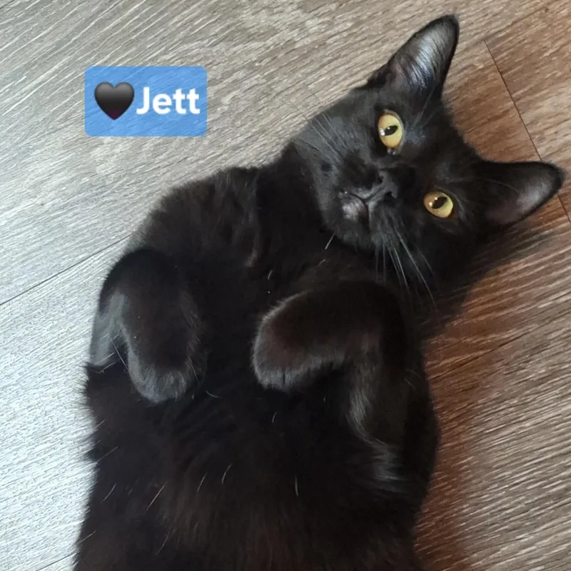 Jett thumbnail 4