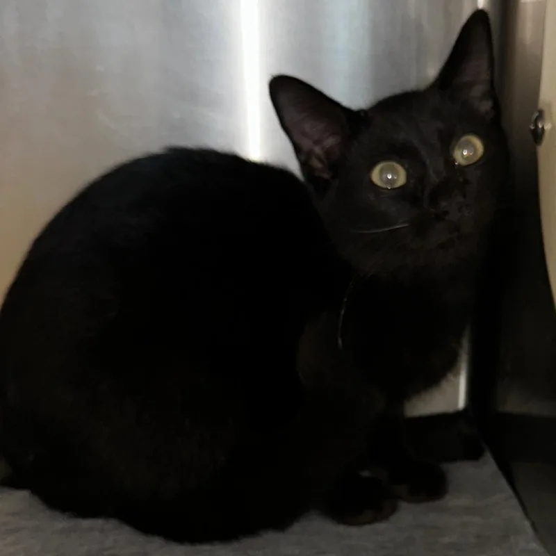 A baby small-sized male Black Domestic Short Hair cat named Lloyd for adoption in Evensville, TN