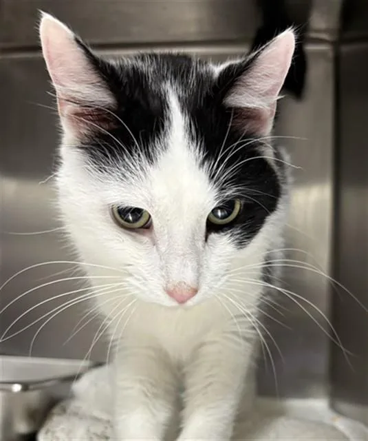 A young medium-sized male Domestic Short Hair cat named Dodger for adoption in Upper Marlboro, MD