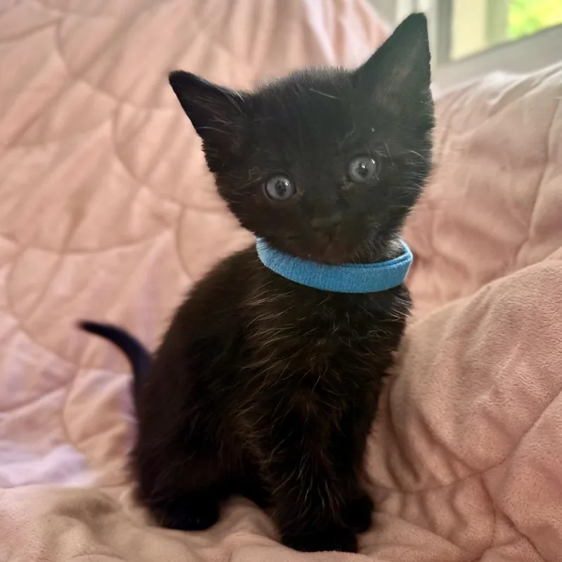 A baby small-sized male Black Domestic Short Hair cat named Ernest "Hemingway" for adoption in Los Angeles, CA