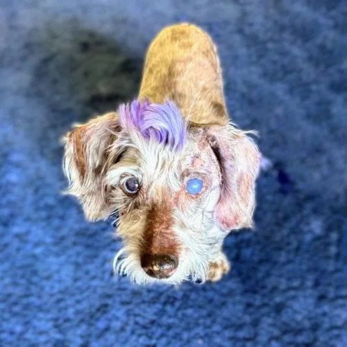 A senior small-sized male Mixed Breed dog named Fluffy for adoption in Oakland, CA