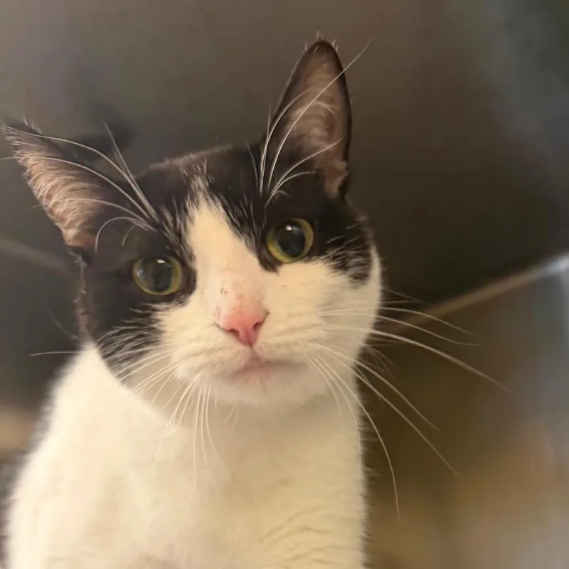An adult medium-sized female Black Domestic Short Hair cat named Lila for adoption in Waukesha, WI