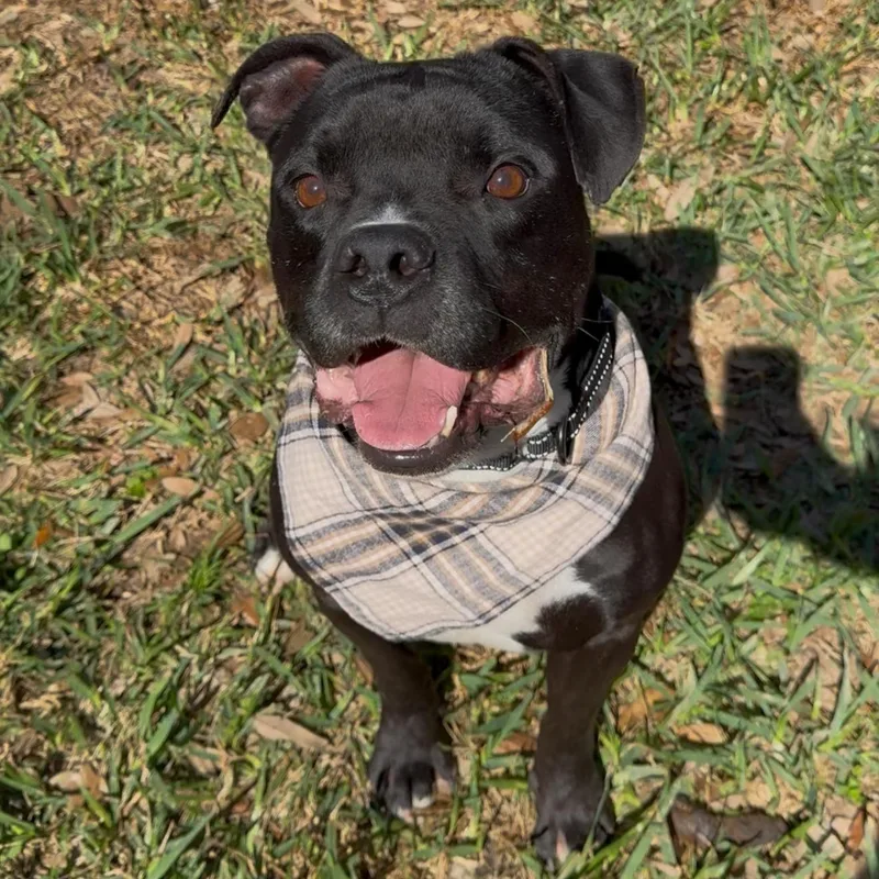 An adult medium-sized male White / Cream Boxer dog named Aiden Mcready for adoption in Houston, TX