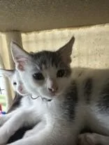A young medium-sized female Gray & White Domestic Short Hair cat named Armadillo for adoption in Manitowoc, WI